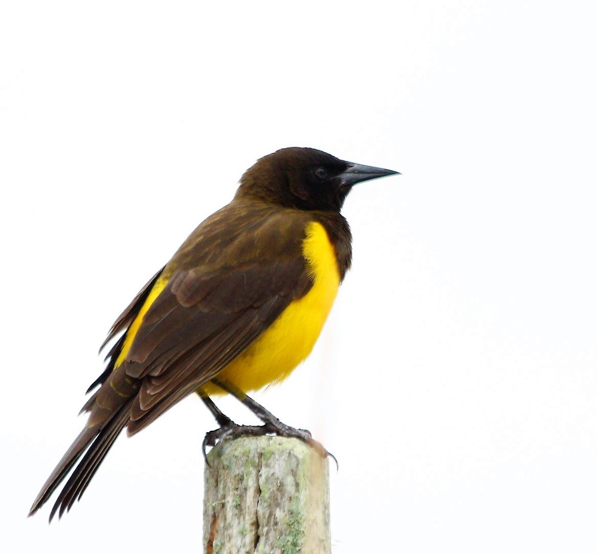 Yellow-rumped Marshbird - ML58993111