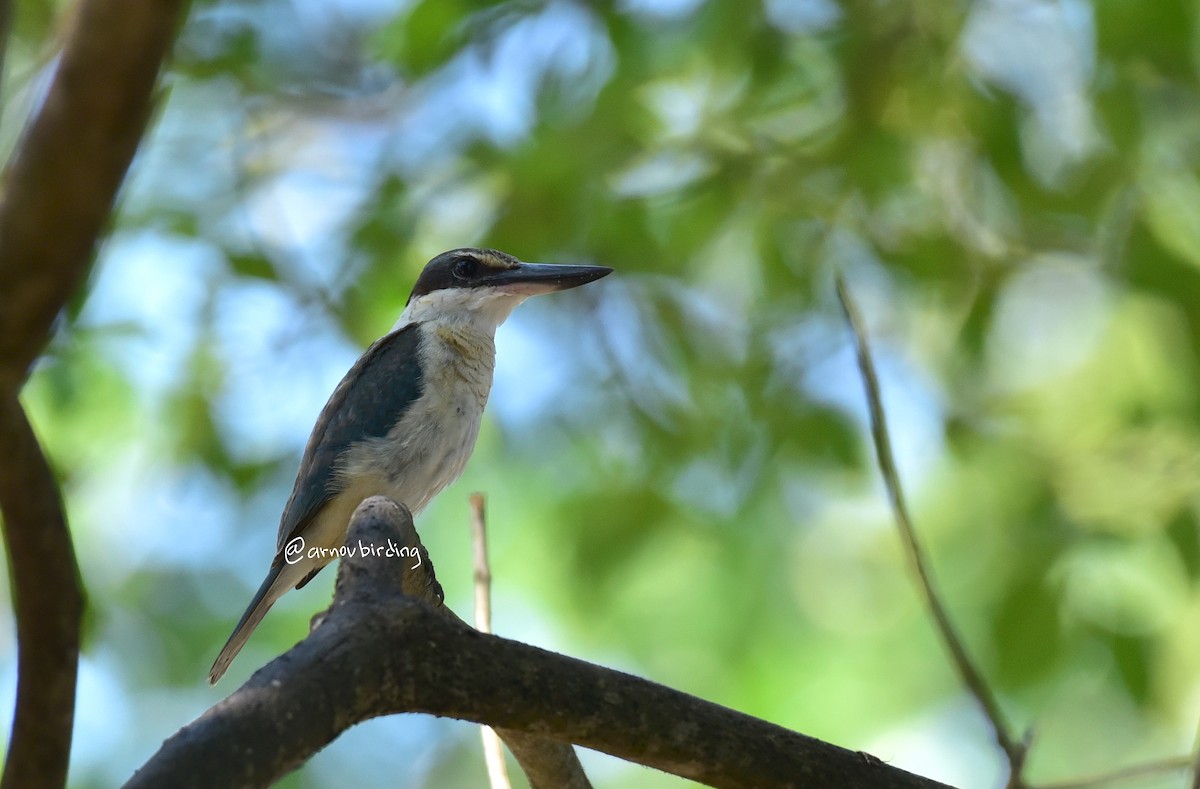 Sacred Kingfisher - ML589932251