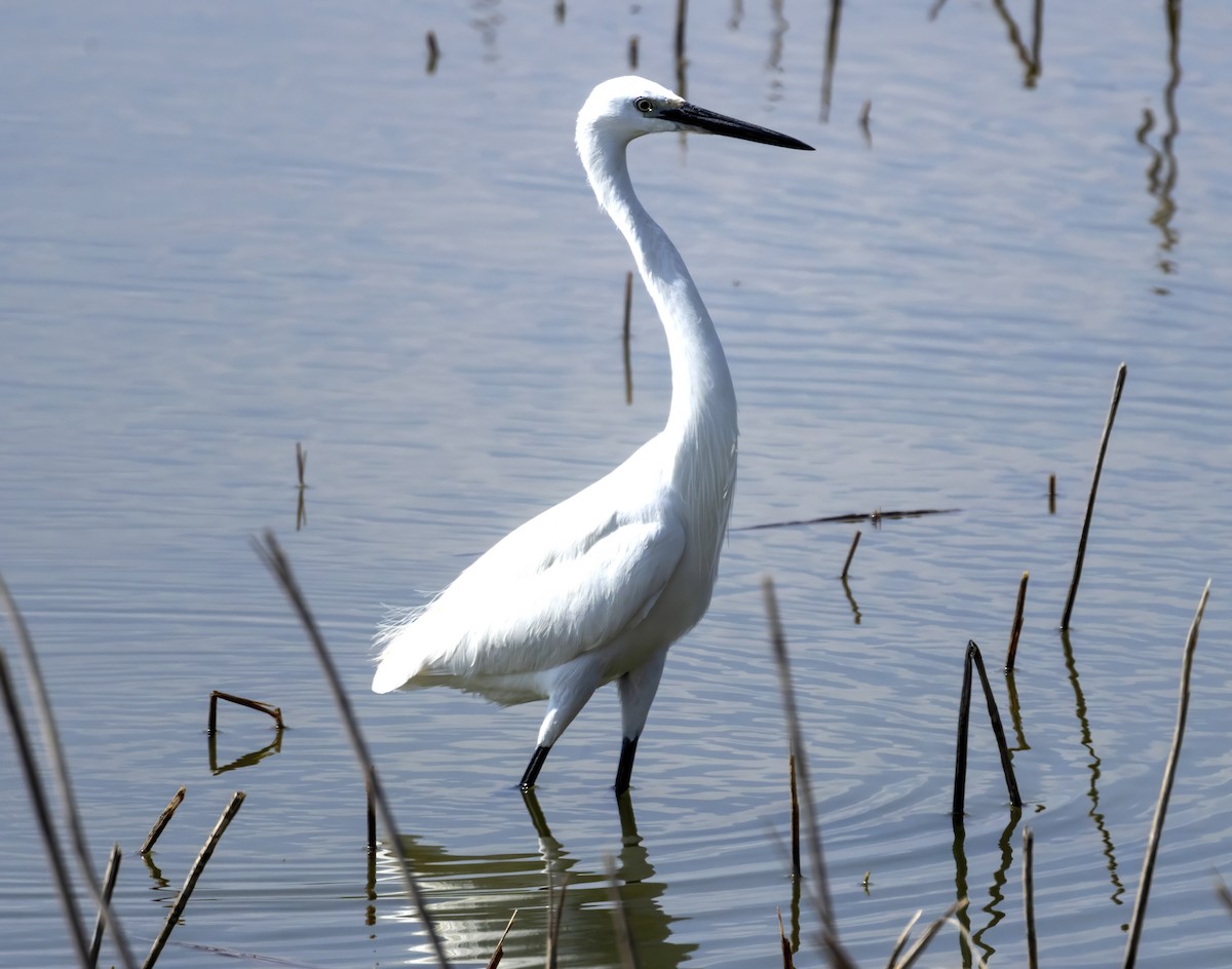 Aigrette garzette - ML589933011