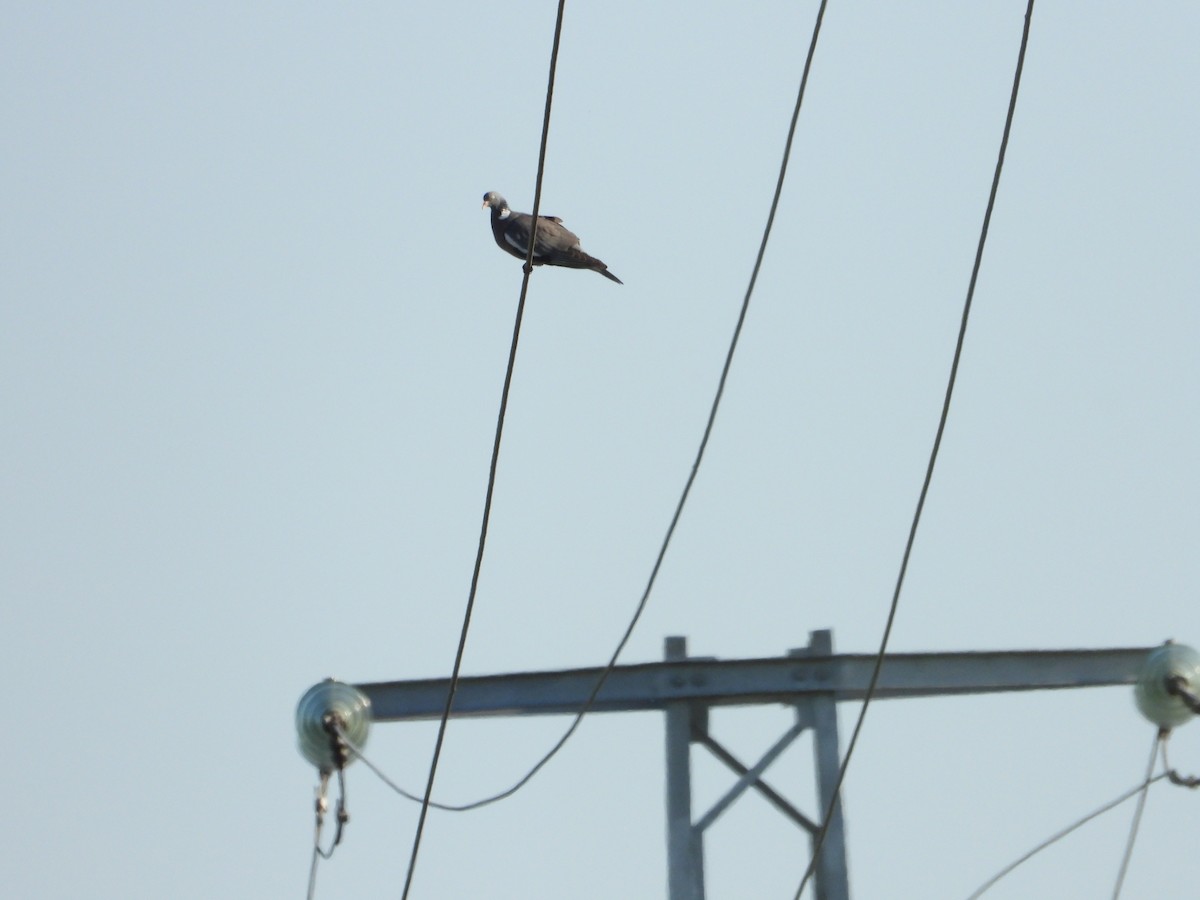 Common Wood-Pigeon - ML589933251