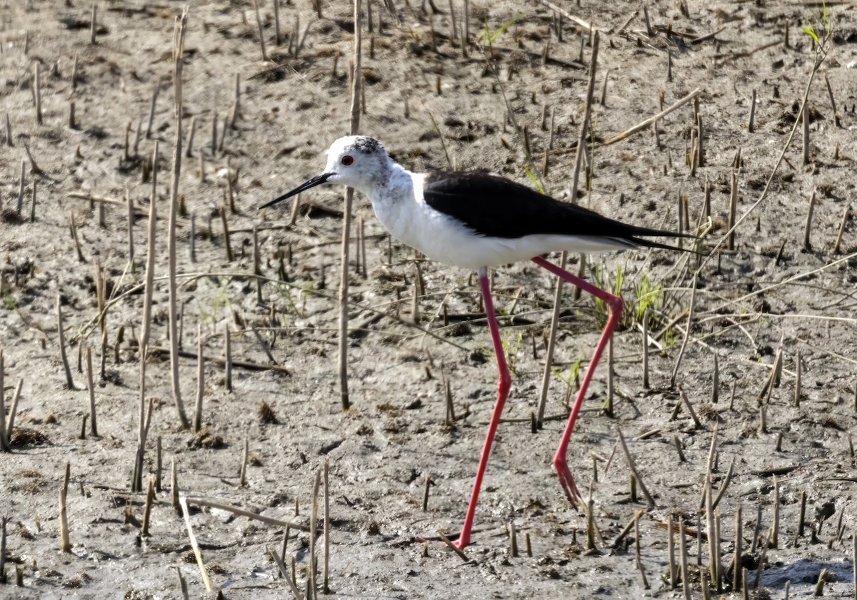 Black-winged Stilt - ML589933371