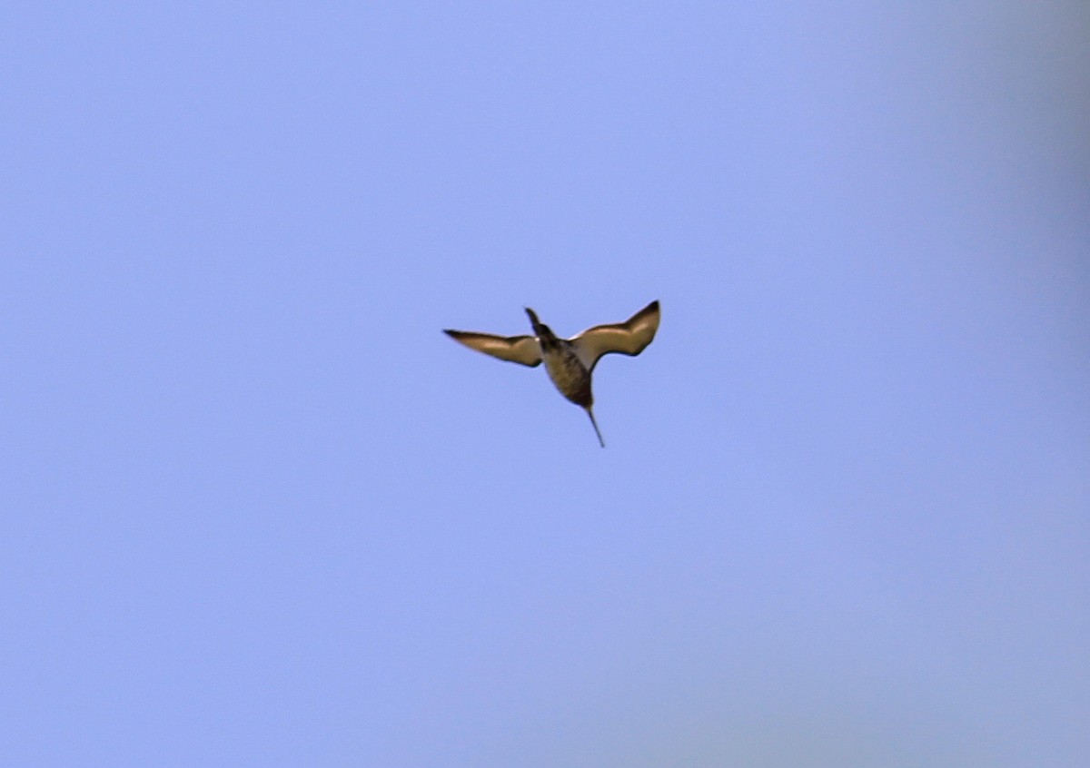 Black-tailed Godwit - ML589934651
