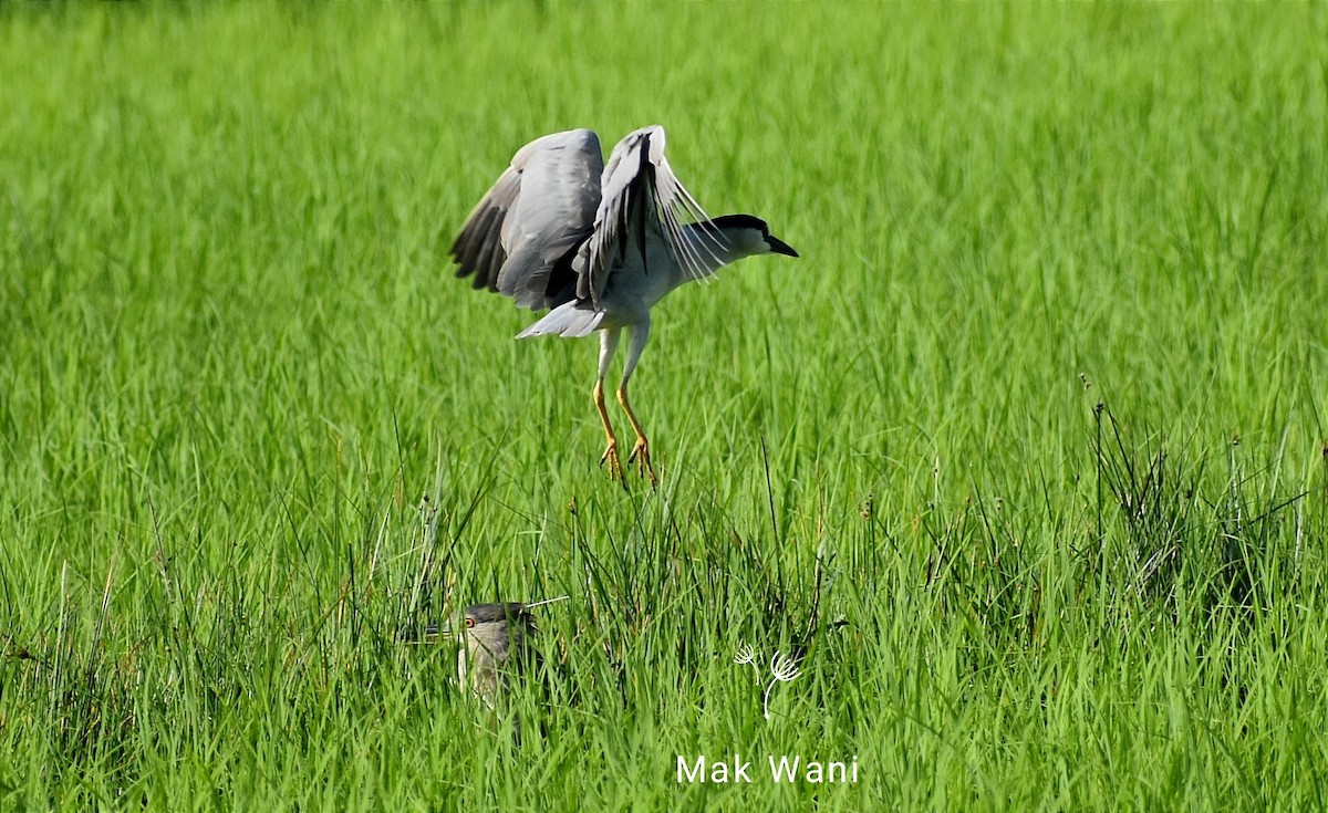 Black-crowned Night Heron - Maqsood Ahmad wani