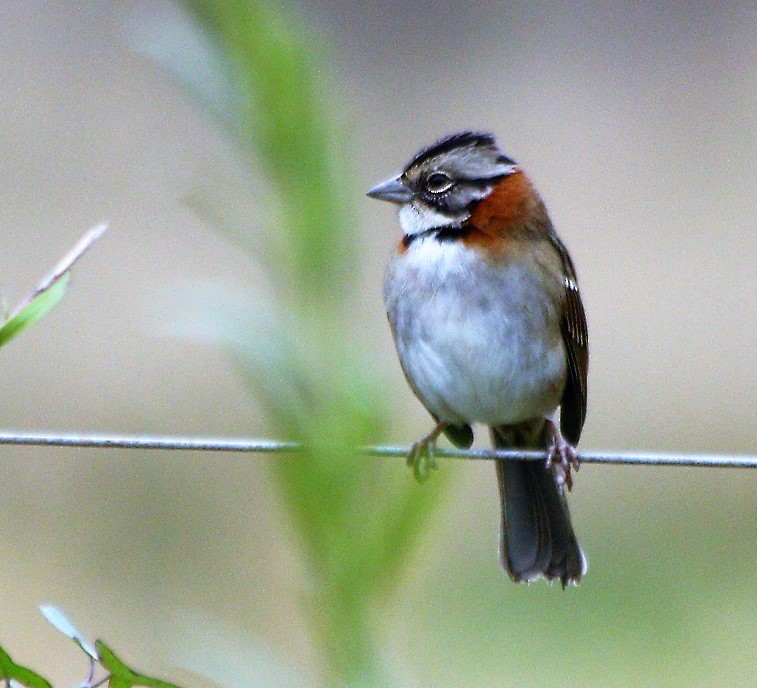 Rufous-collared Sparrow - ML58993591