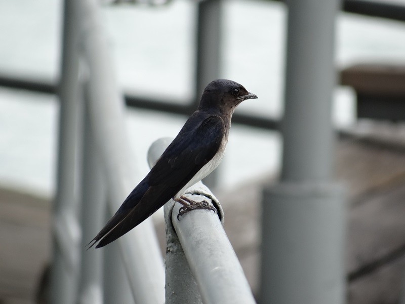 Gray-breasted Martin - ML58993631