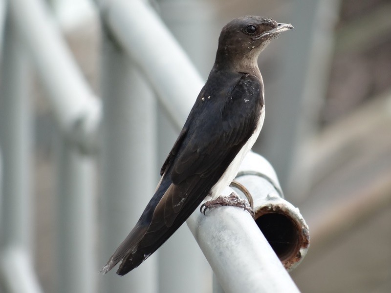 Gray-breasted Martin - ML58993641