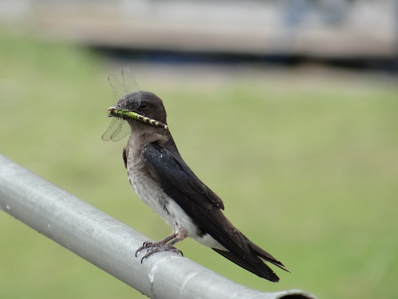 Gray-breasted Martin - ML58993661