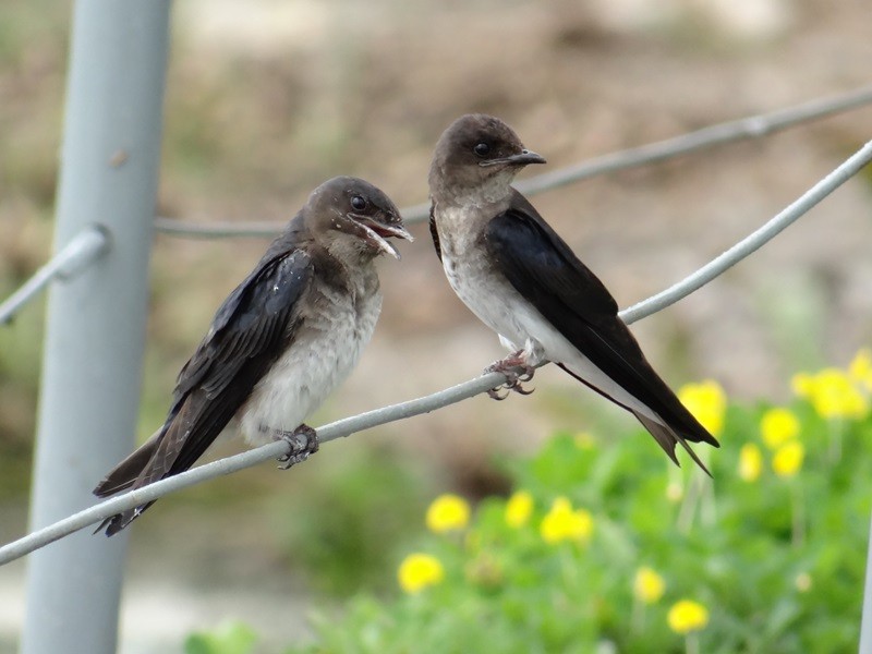 Gray-breasted Martin - ML58993671