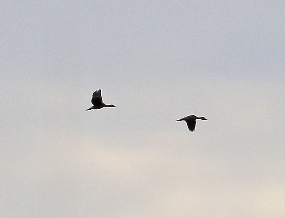 Lesser Whistling-Duck - Neoh Hor Kee