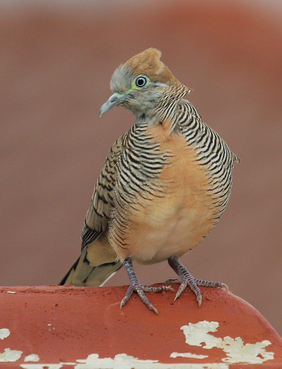 Zebra Dove - ML589936751