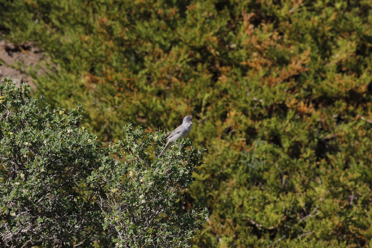 Barred Warbler - ML589937011
