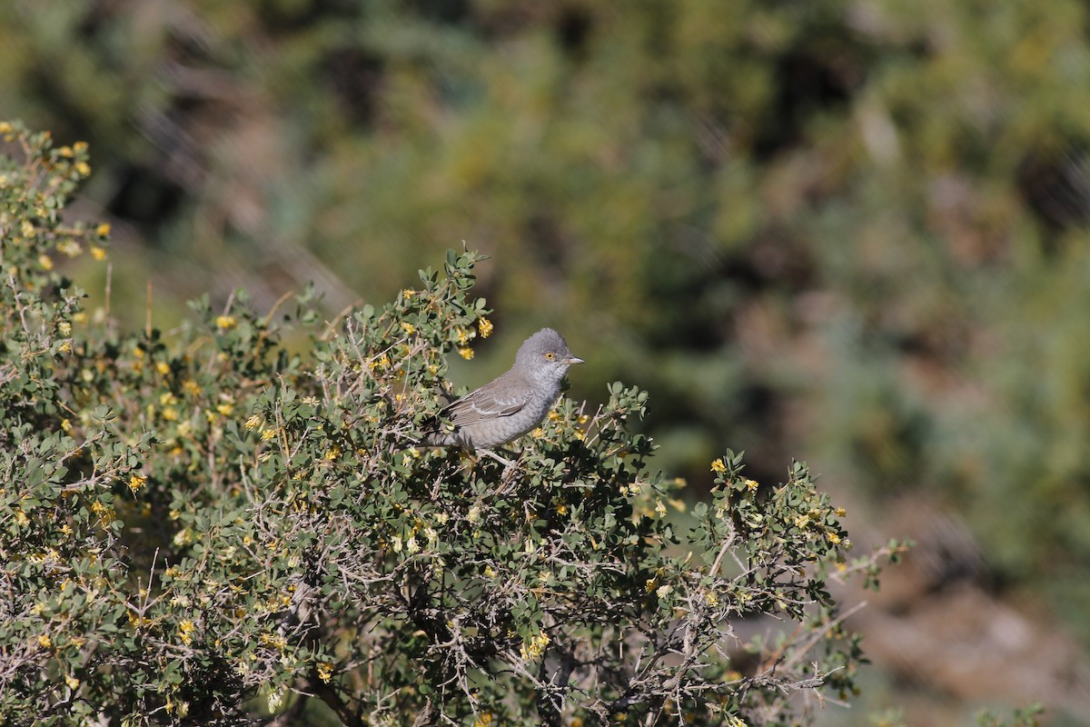Barred Warbler - ML589937061