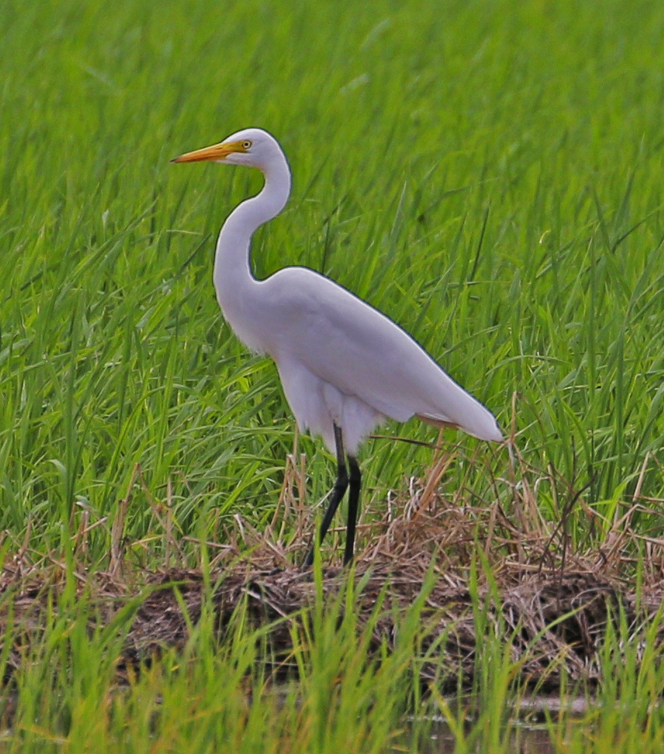 Medium Egret - ML589937081