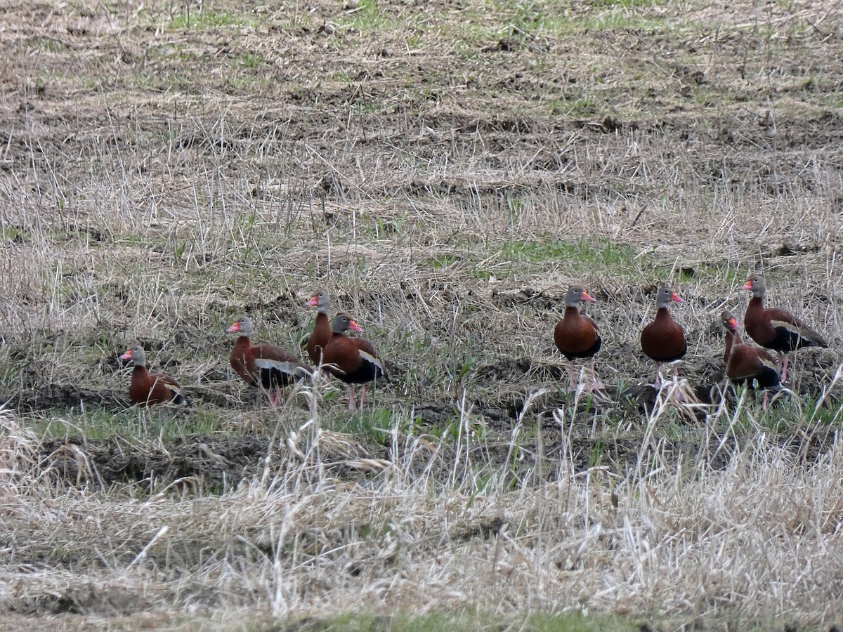 Black-bellied Whistling-Duck - ML589937221