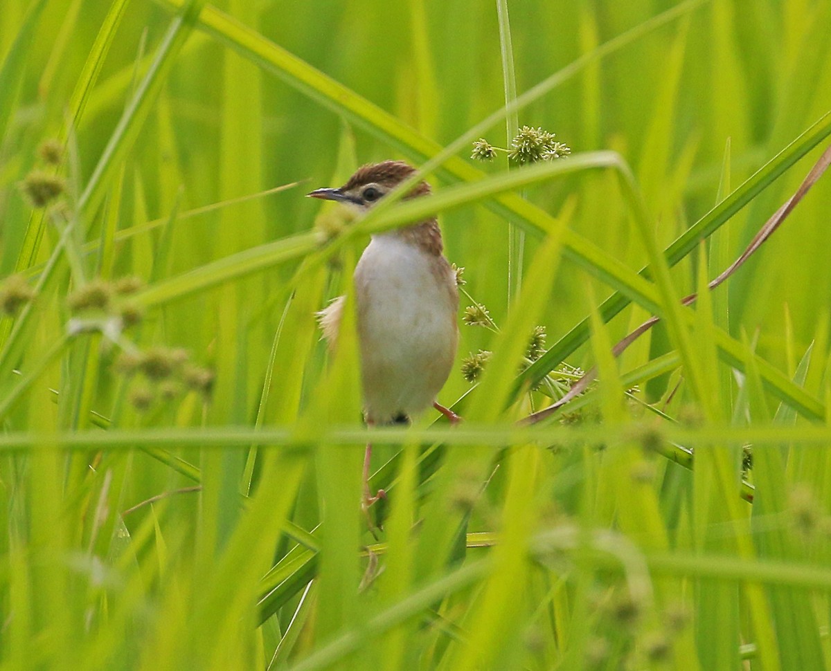 Zitting Cisticola - ML589937461