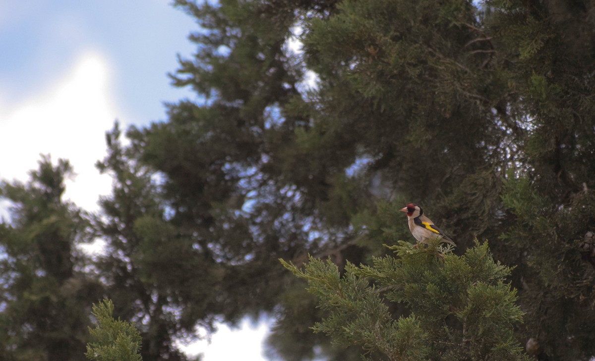 European Goldfinch - ML589937741