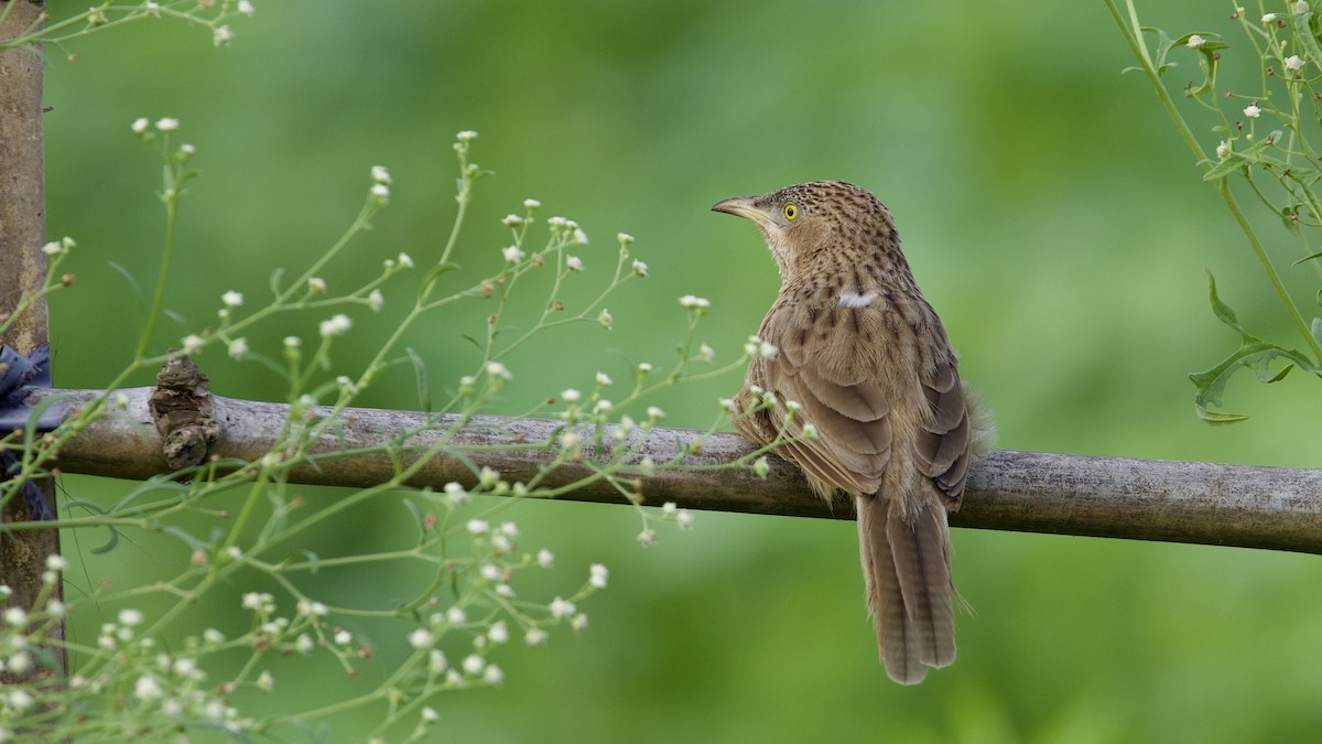 Striated Babbler - Sourav Mandal