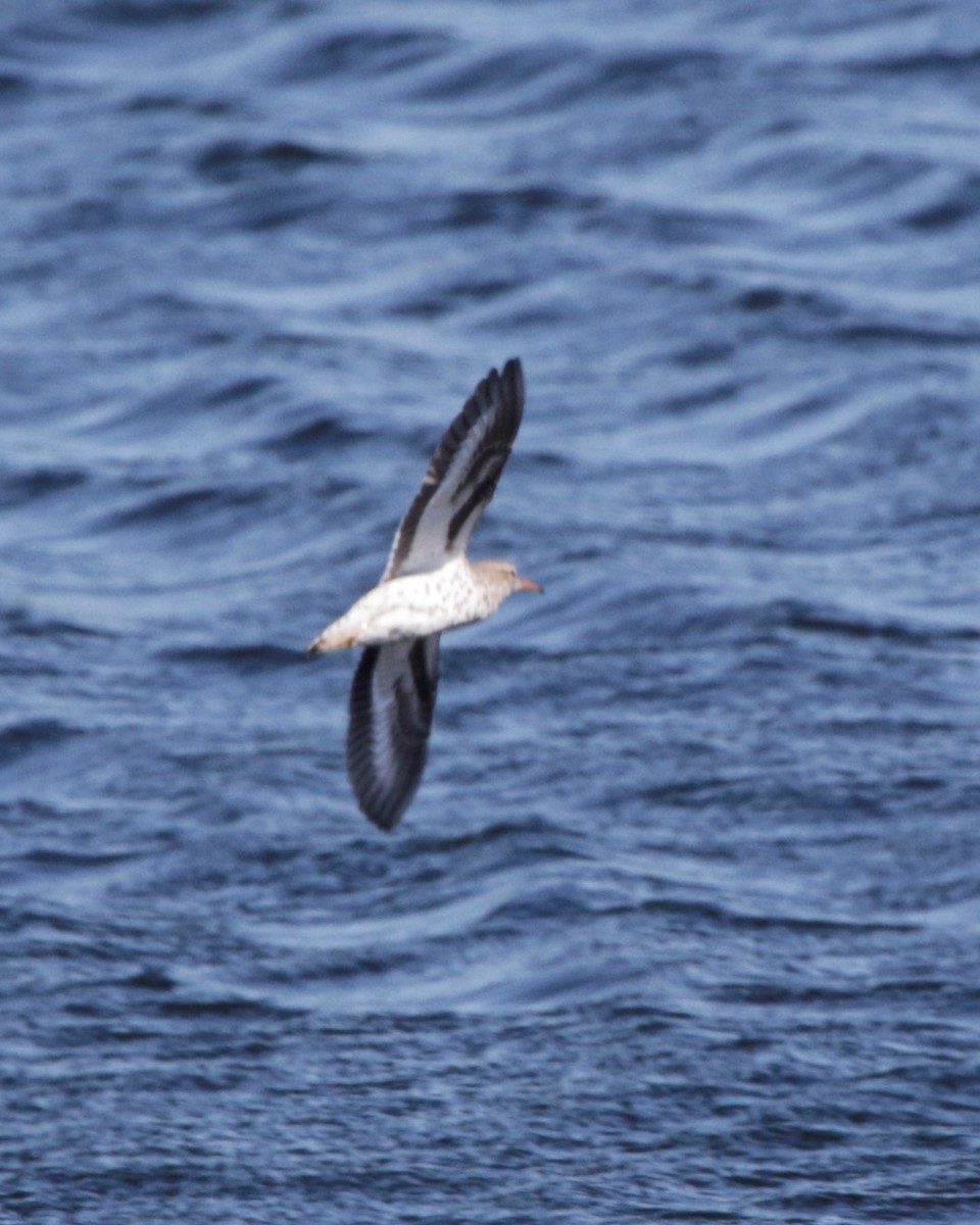 Spotted Sandpiper - ML58993831