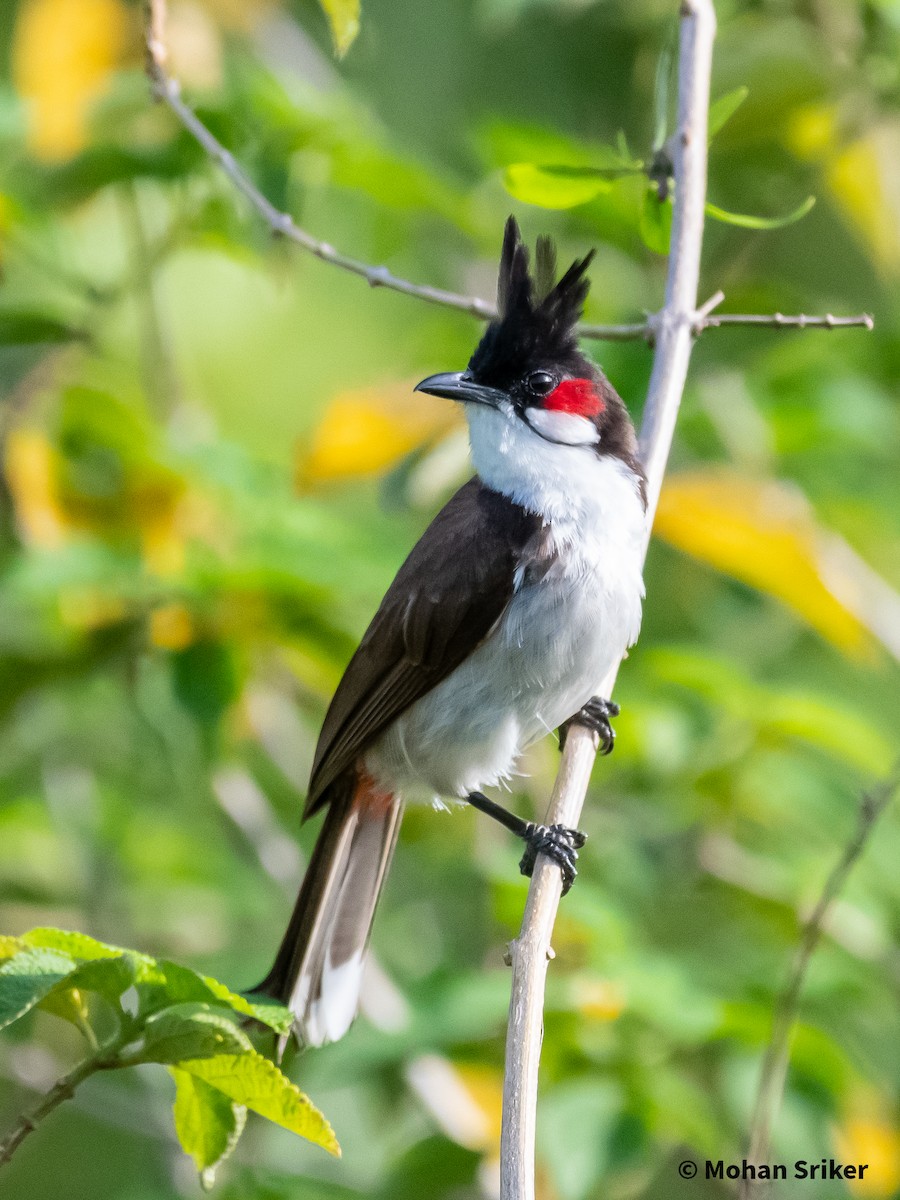Red-whiskered Bulbul - ML589938931