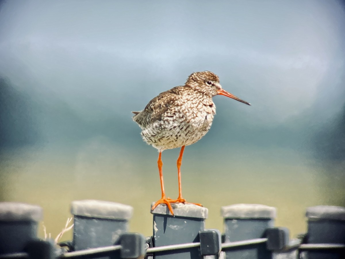 Common Redshank - Jørn Vinther  Sørensen