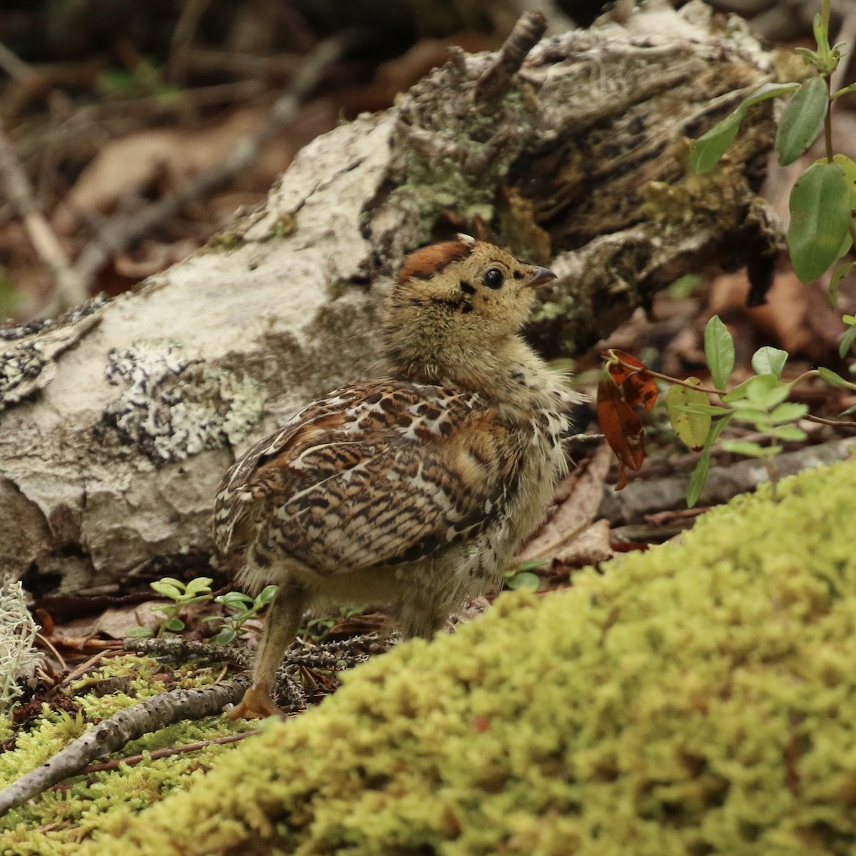 Spruce Grouse - ML589940121