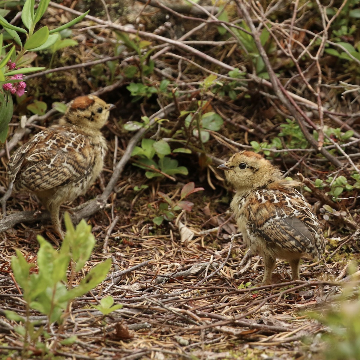 Spruce Grouse - ML589940181