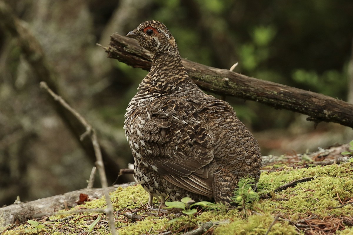 Spruce Grouse - ML589940211