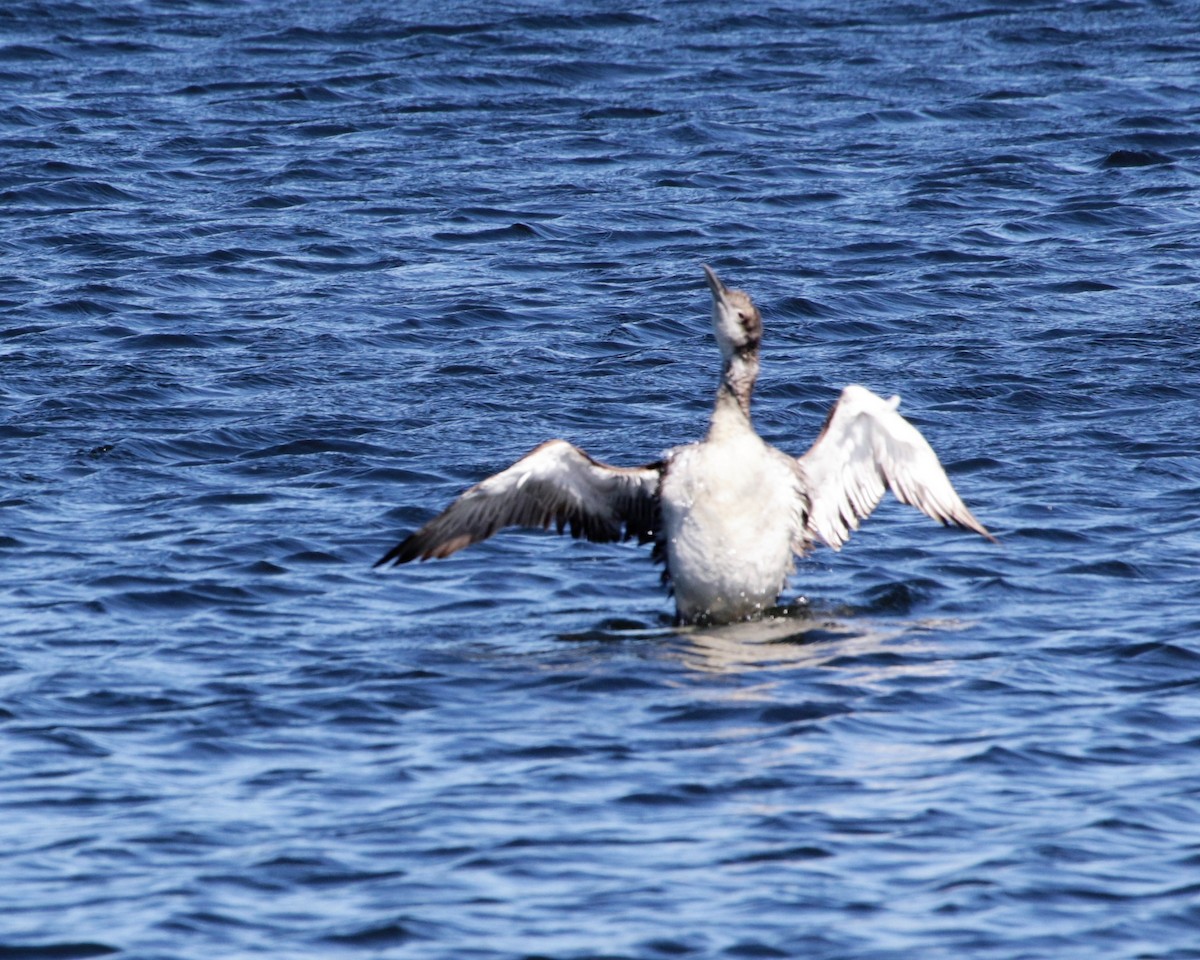 Common Loon - ML58994041