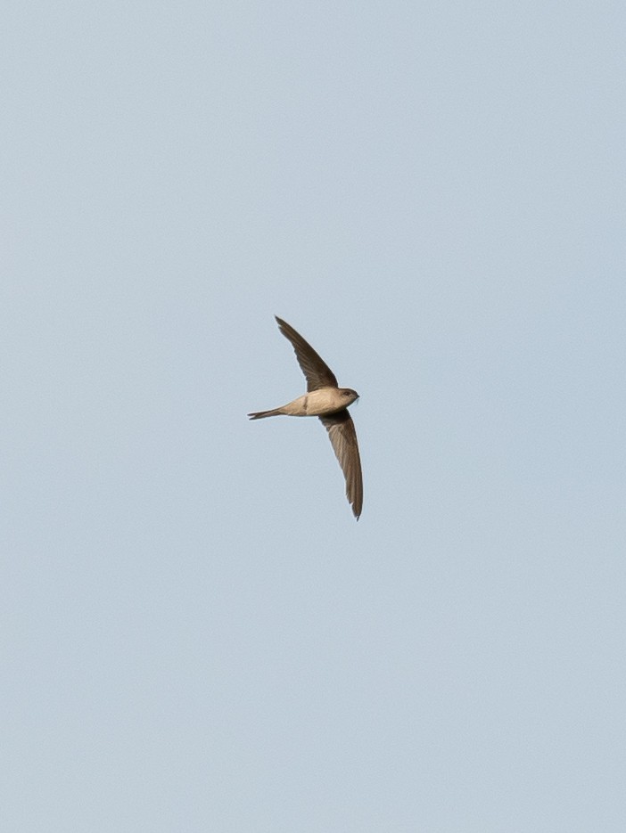 Asian Palm Swift - ML589940411