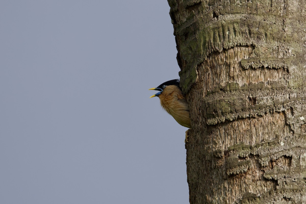 Brahminy Starling - Sourav Mandal