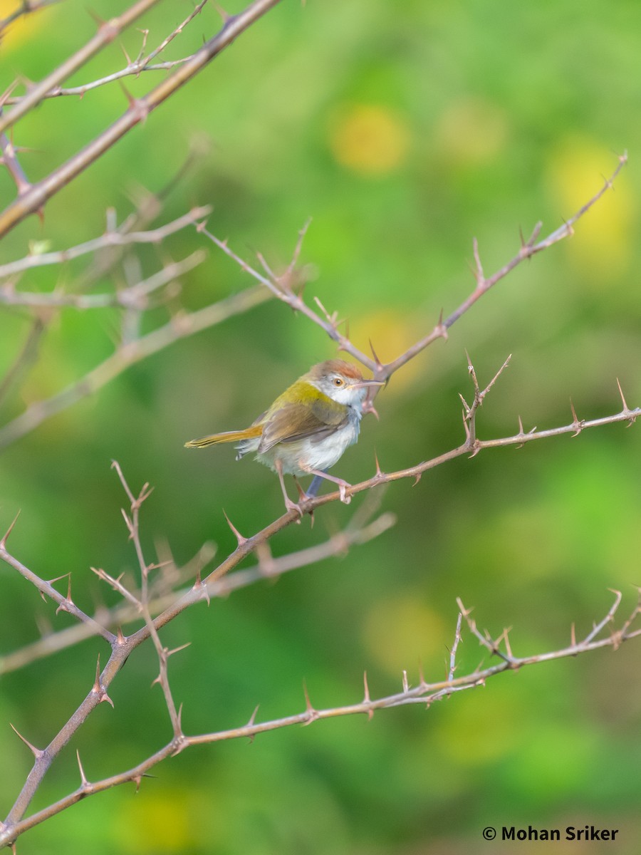 Common Tailorbird - ML589940521