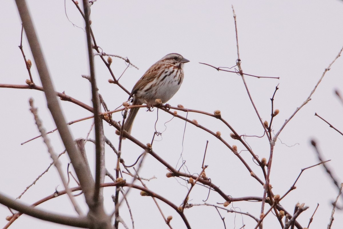 Song Sparrow - Magdalena Jędro