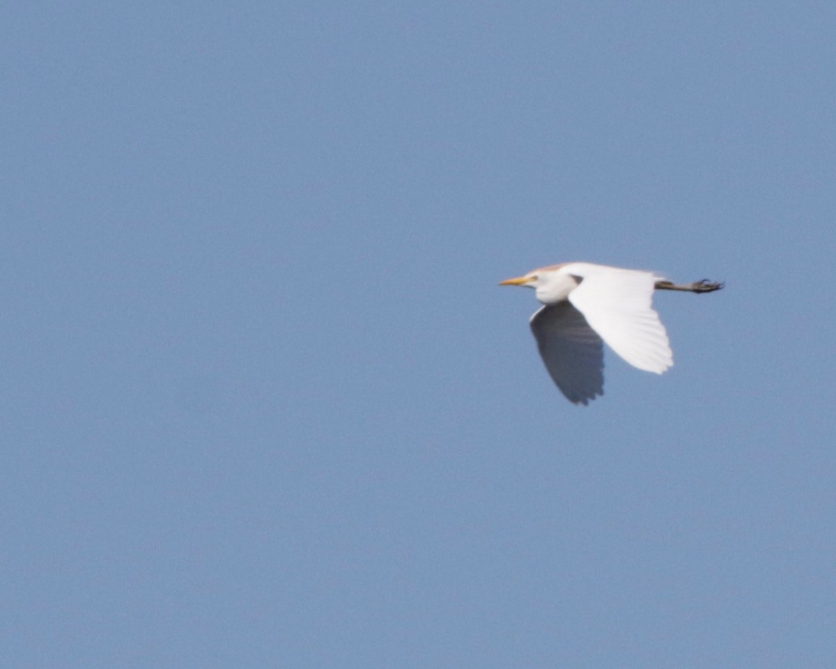 Western Cattle Egret - ML58994111