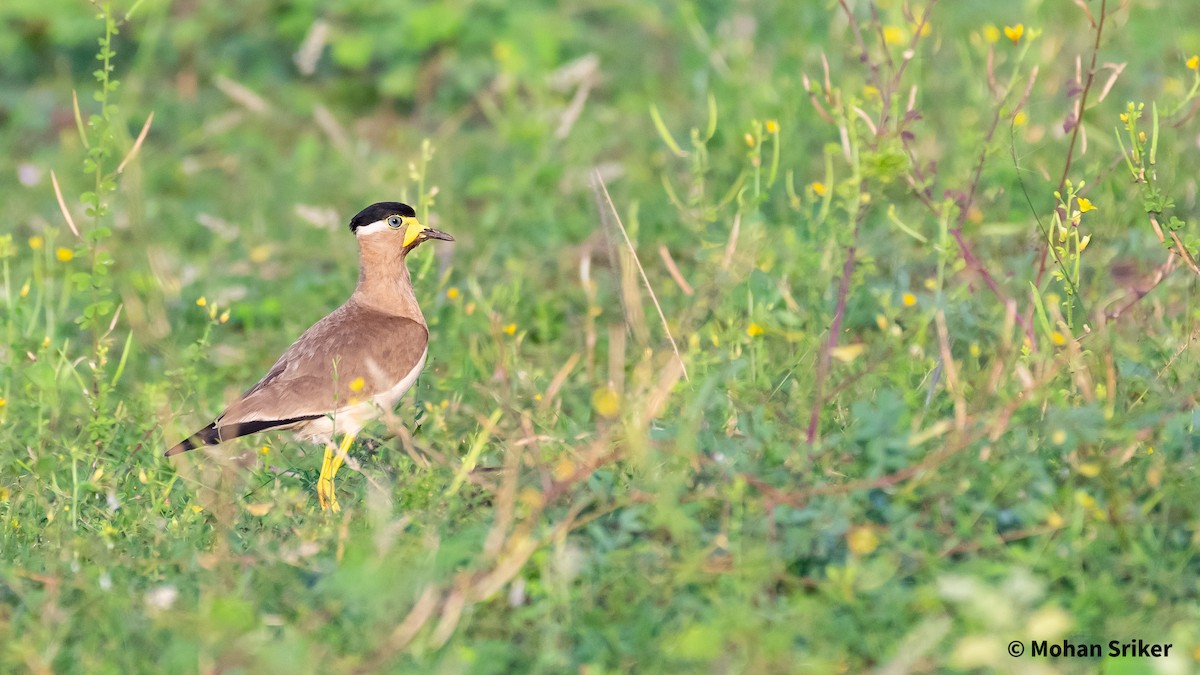 Yellow-wattled Lapwing - Mohan Srikar