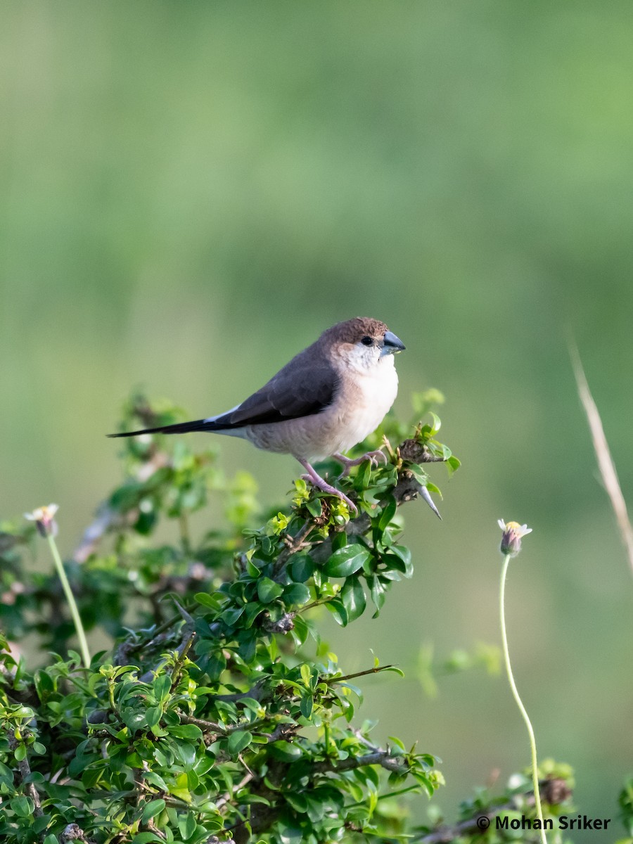 Indian Silverbill - ML589941271