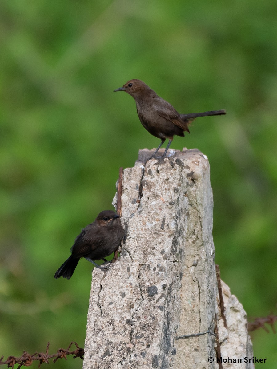 Indian Robin - ML589941541