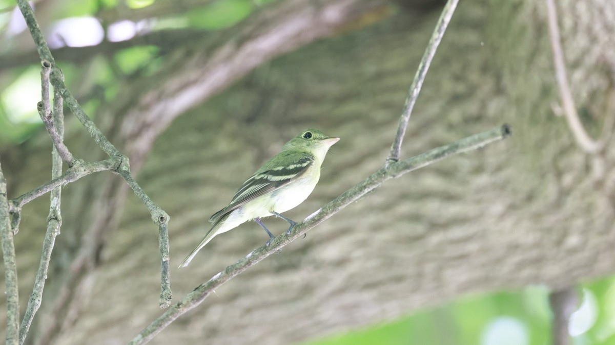Acadian Flycatcher - ML589942051