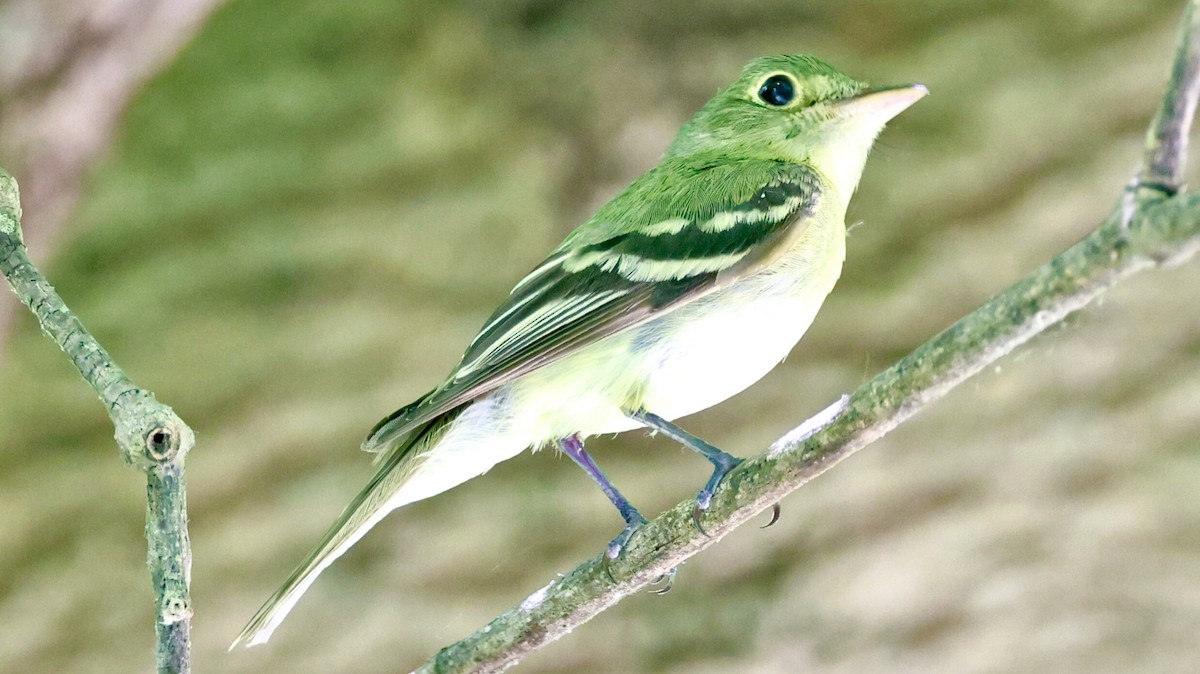 Acadian Flycatcher - ML589942061