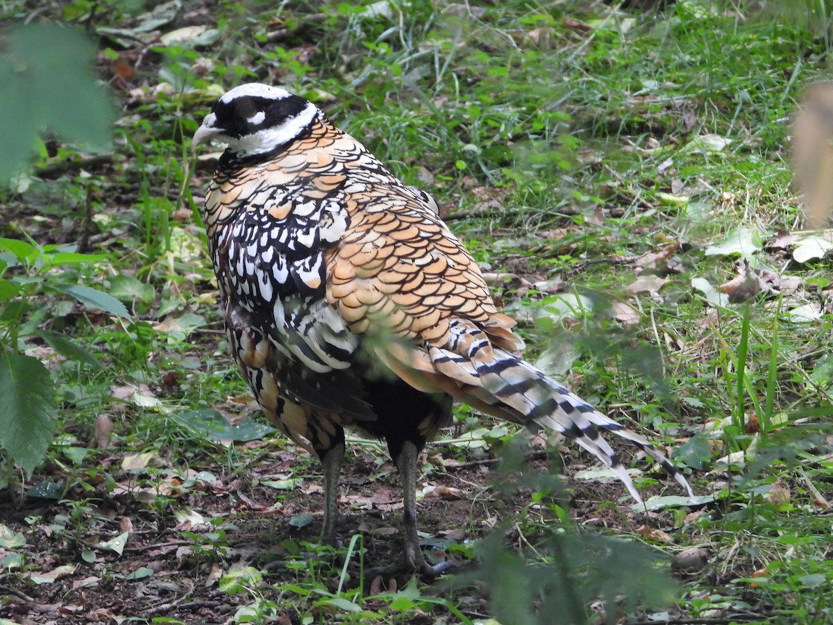 Reeves's Pheasant - ML589943291