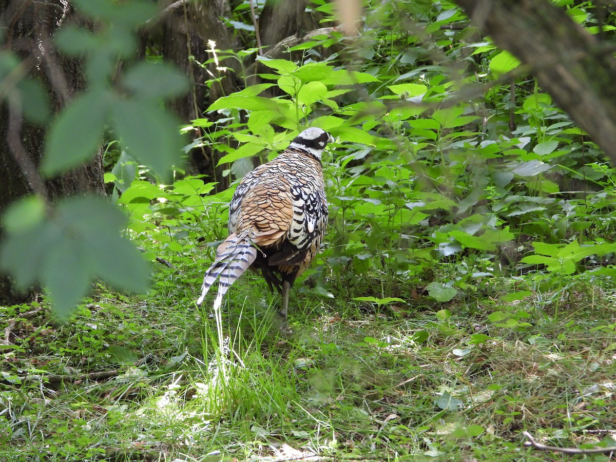 Reeves's Pheasant - ML589943311