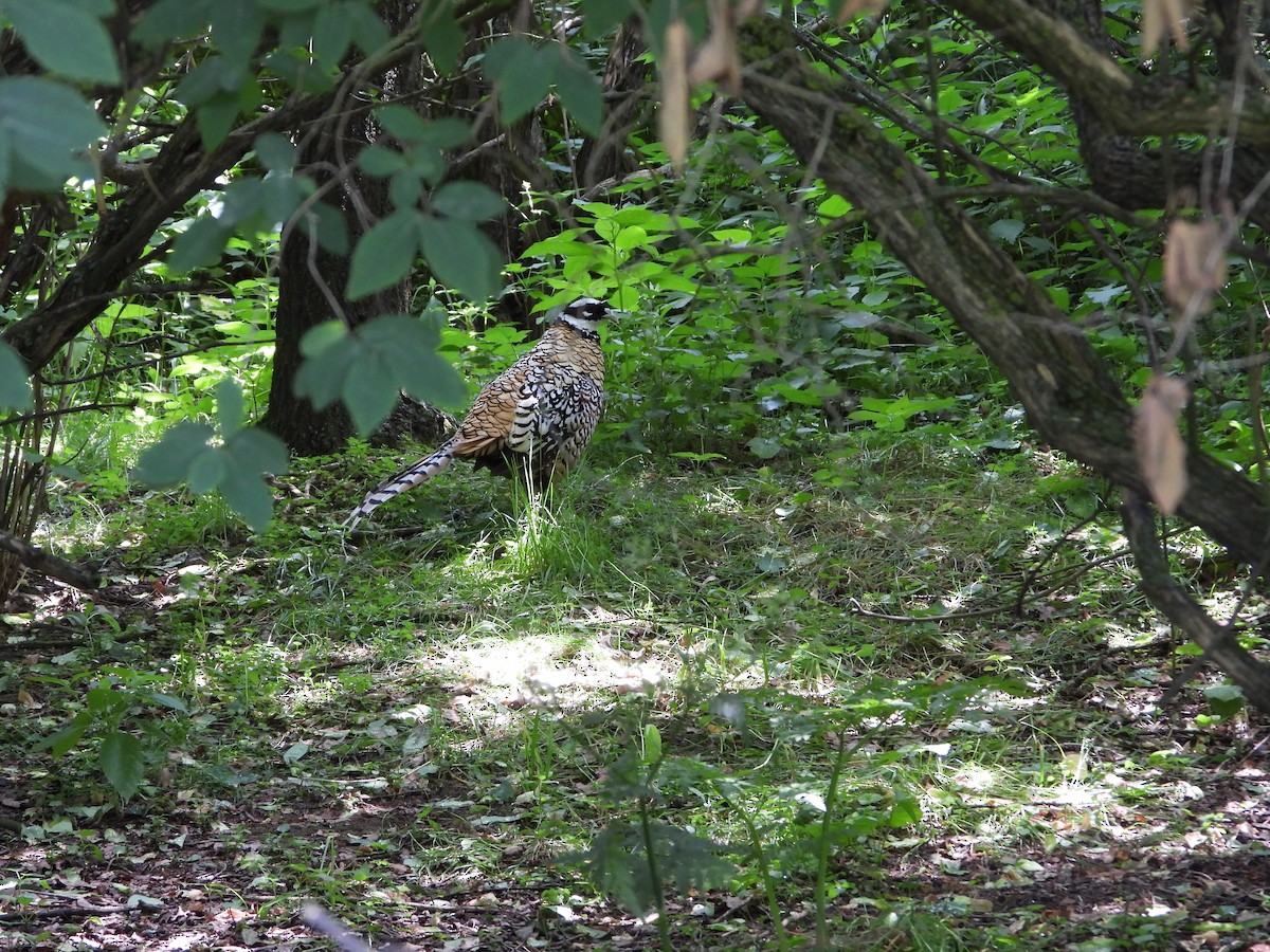 Reeves's Pheasant - ML589943321