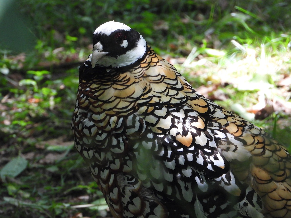 Reeves's Pheasant - ML589943331