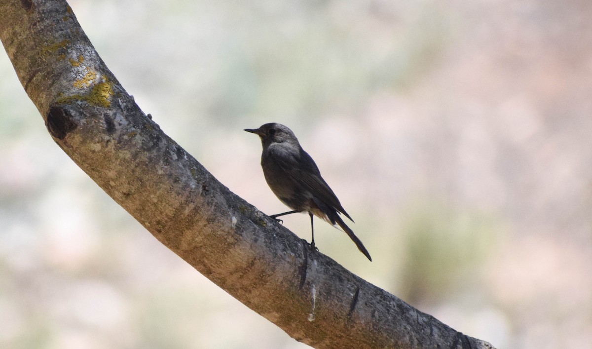 Black Redstart - ML589943451