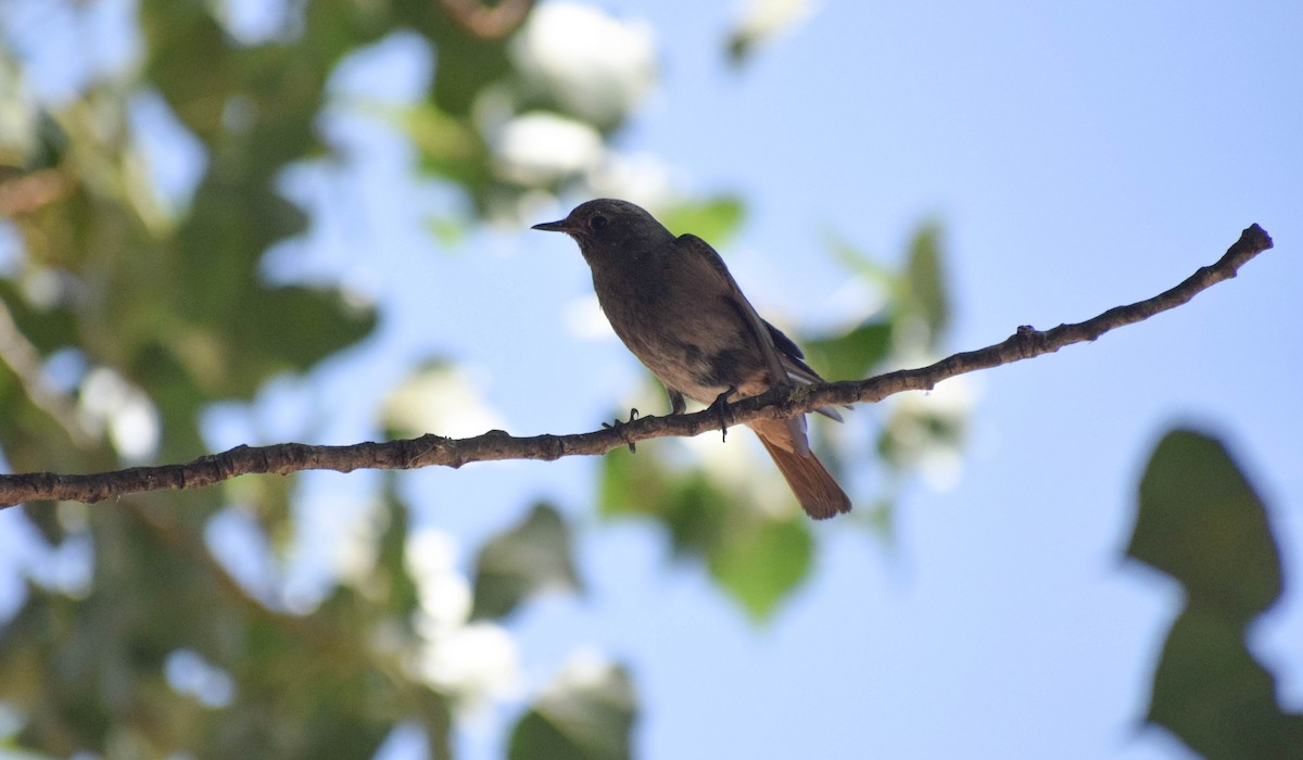 Black Redstart - ML589943461