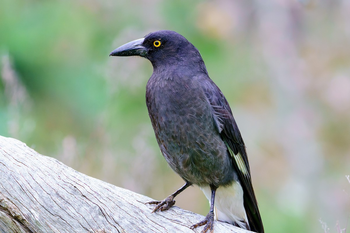Pied Currawong - ML589943851