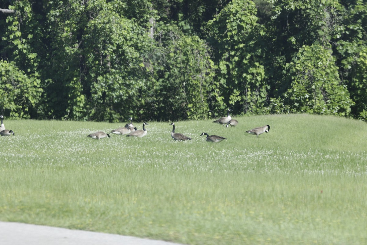 Canada Goose - ML58994441