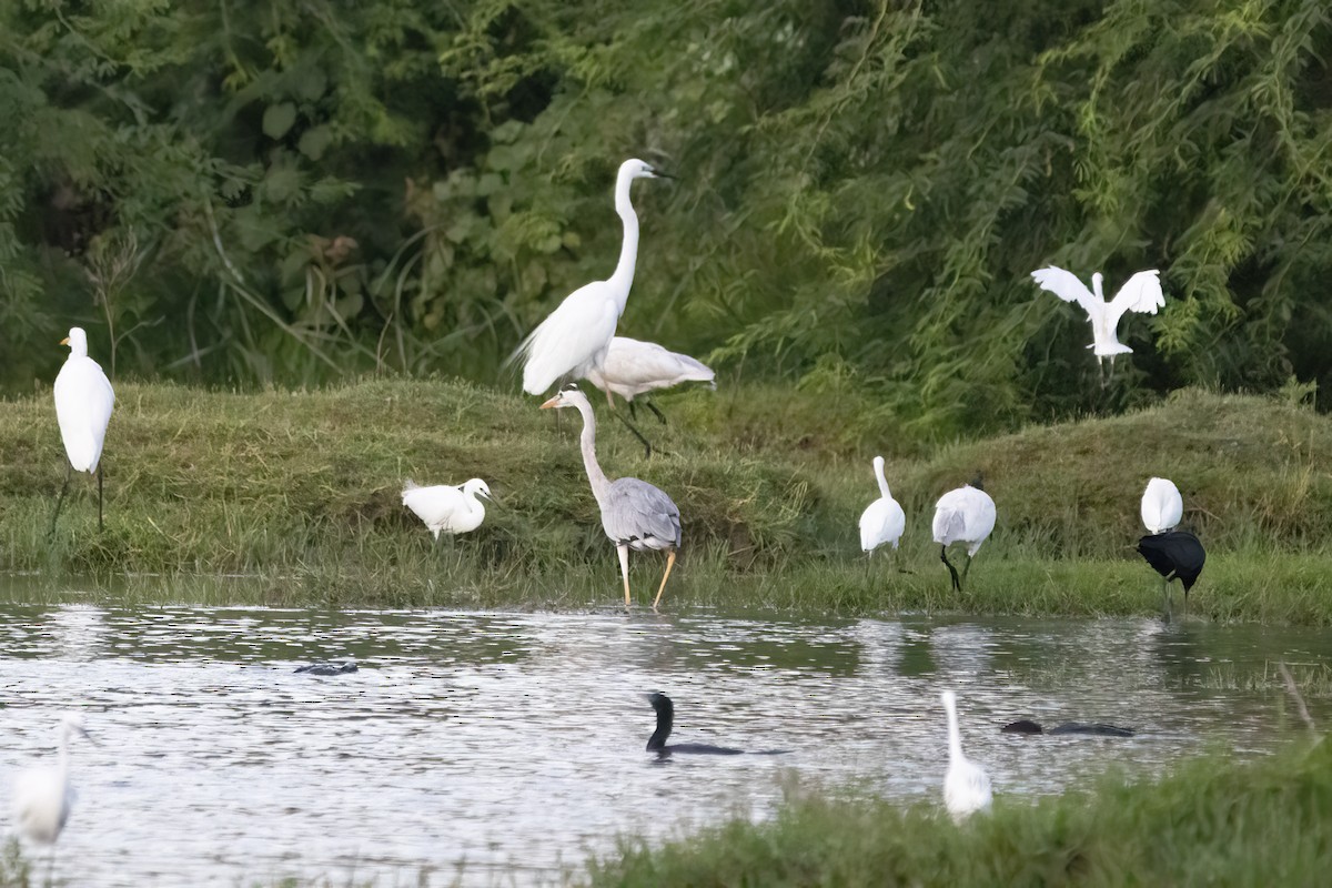 Little Egret - Ravi Jesudas