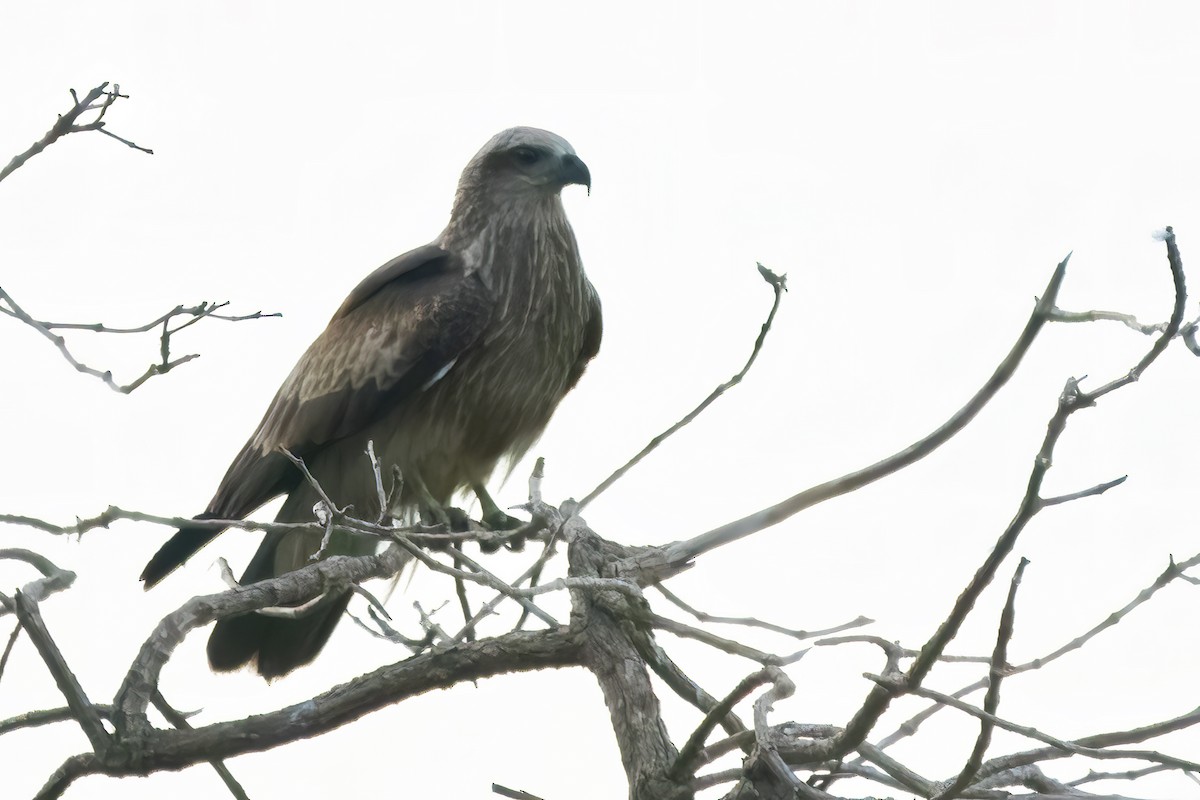 Black Kite - ML589945051