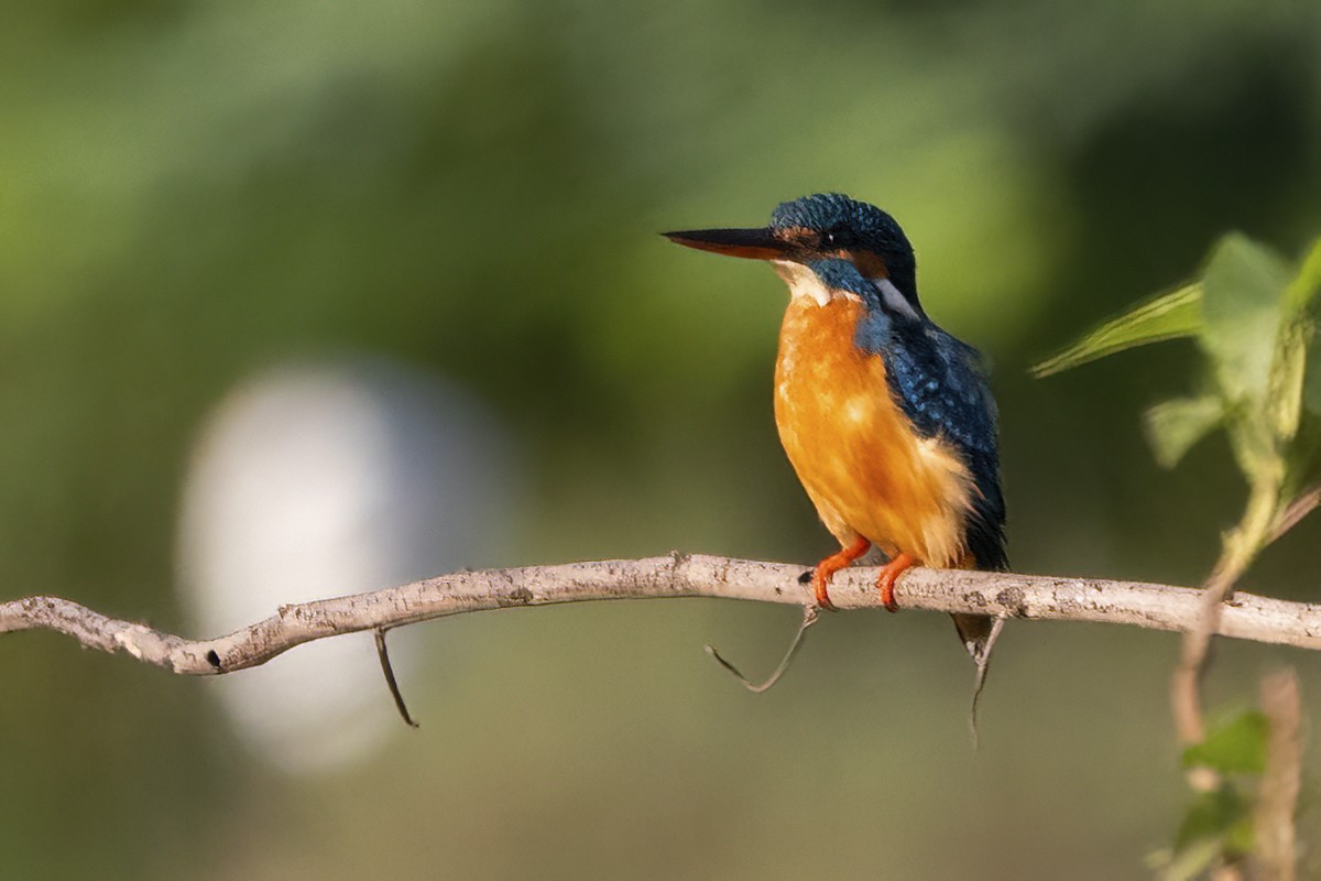 Common Kingfisher - Ravi Jesudas