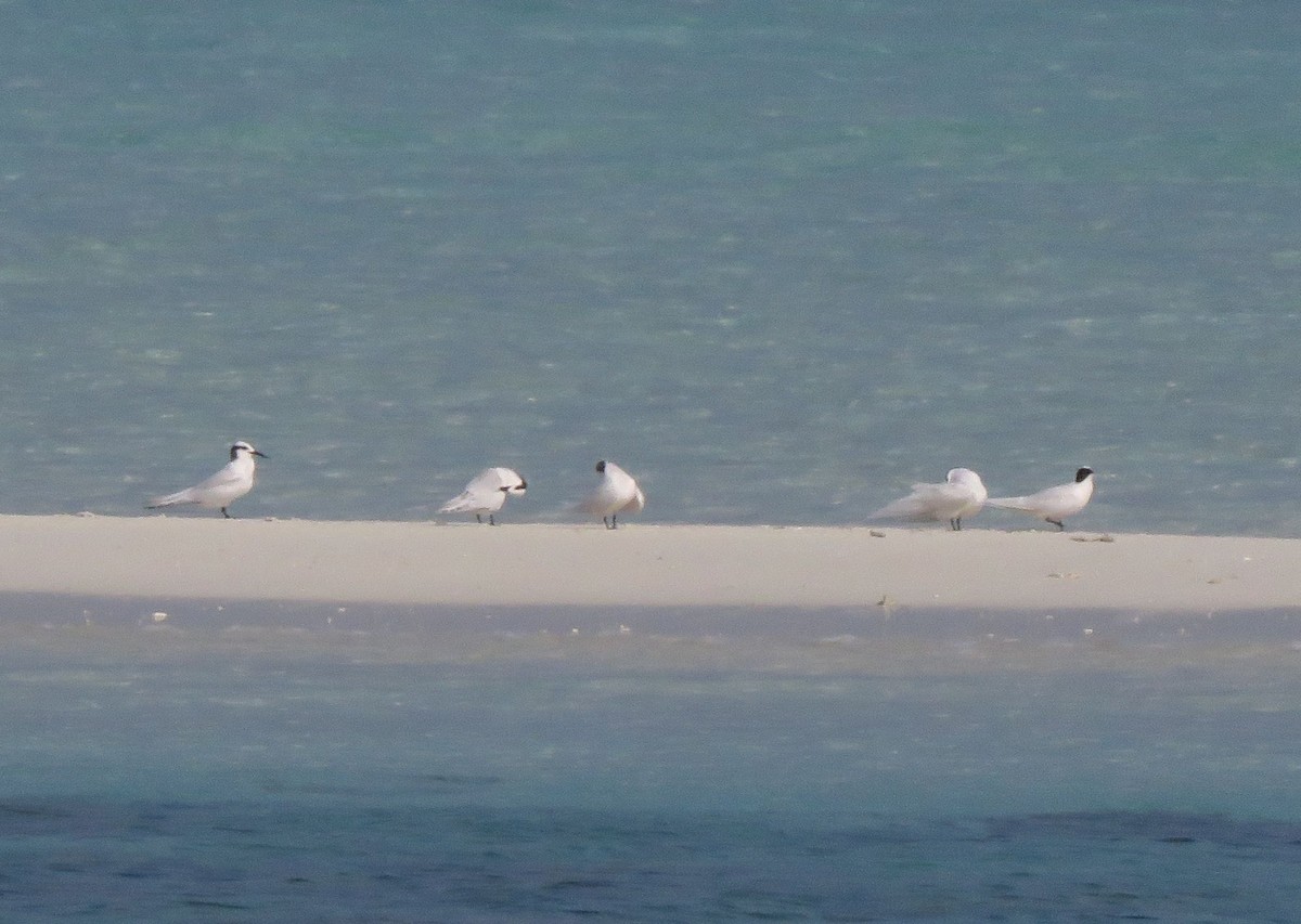 Black-naped Tern - ML589946391